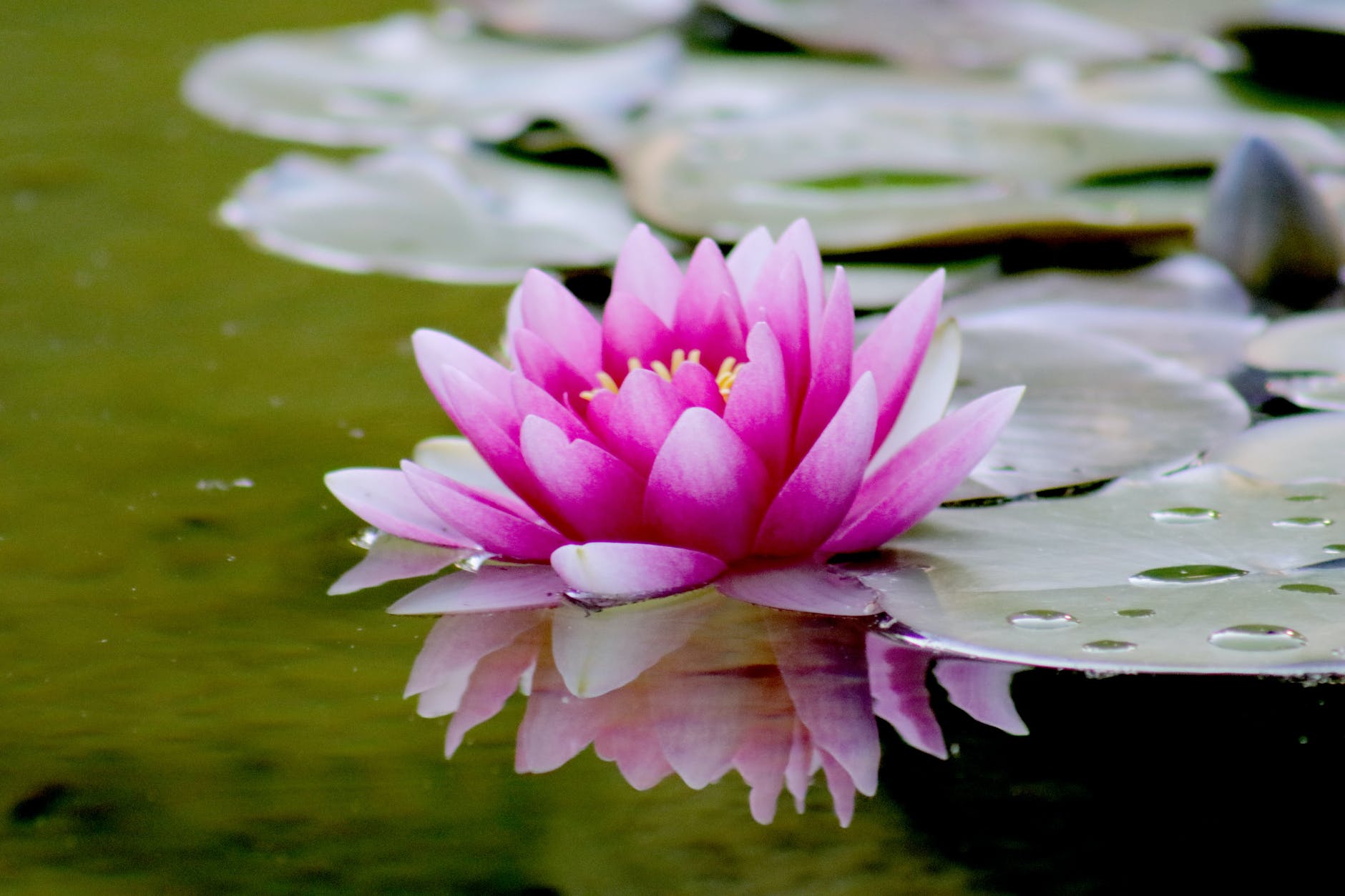 pink water lily flower on water
